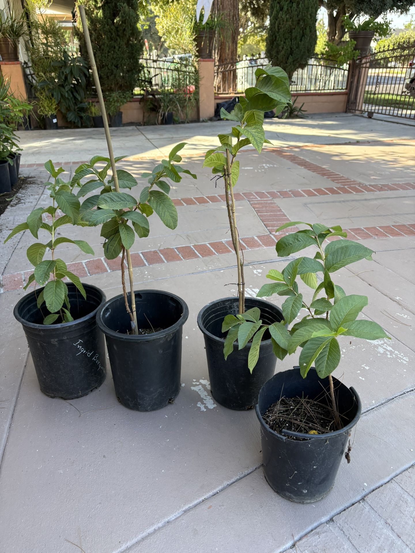 Yellow Guava Plants