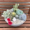 Succulent Designs by TES