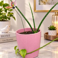Pink Ceramic Planter with cylindrical snake plant