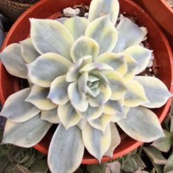 Echeveria Variegated Blanki Pick Up In Upland (NO Shipping Avail)