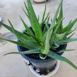 Flowering Candelabra Aloe Vera Plant