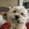 Dan
