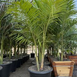 King Palm Trees