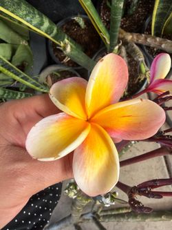 Cutting plumeria