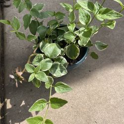 Planta Flores Asules