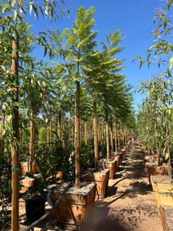 Jacaranda tree 24” box
