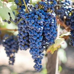 Fredonia Blue Grape Plant Fruiting Already 6+ Ft Tall 