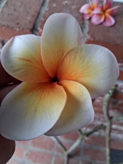 Rare plumeria clipping