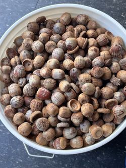 Five (5) GALLONS OF NATURAL ACORNS – $25