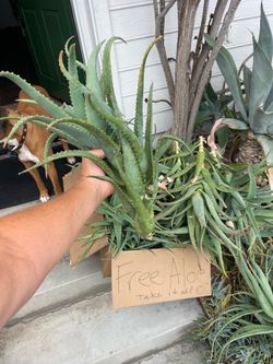 FREE Aloe Vera