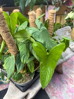 Plants (6”pot🌿Philodendron Esmeraldense )