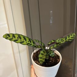 Houseplant Calathe In Ceramic Planter