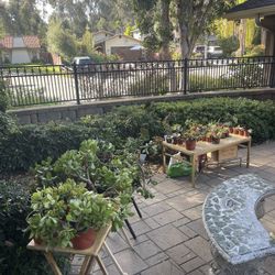 Over 50 PLANTS For Sale! 🪴‼️