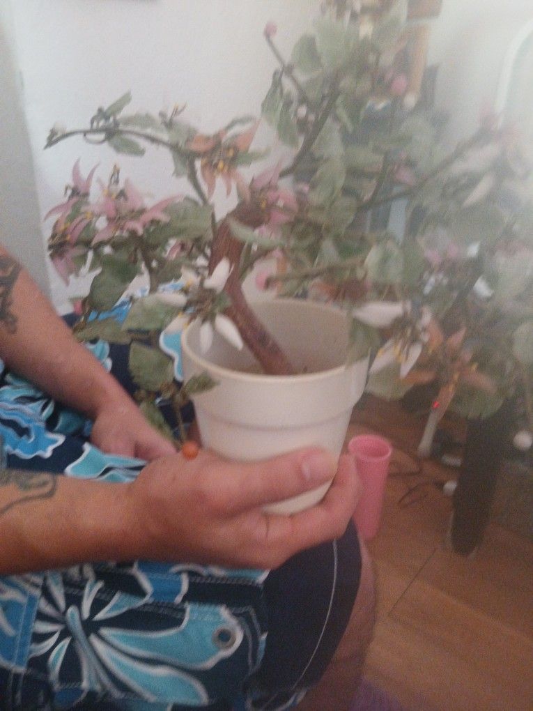 Glass Made Plants