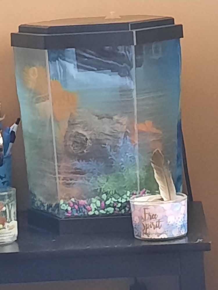 Small Fish Tank