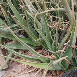 Free Aloe Vera-Gratis Savila