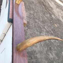 Vintage Steer Cattle Horns 15-16”