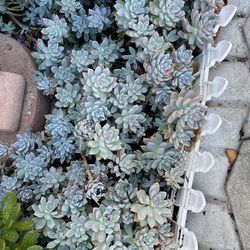 succulent flower pots White Succulent and Cactus Ceramic Trough Plant Pots