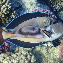 sohal tang, Reef Fish