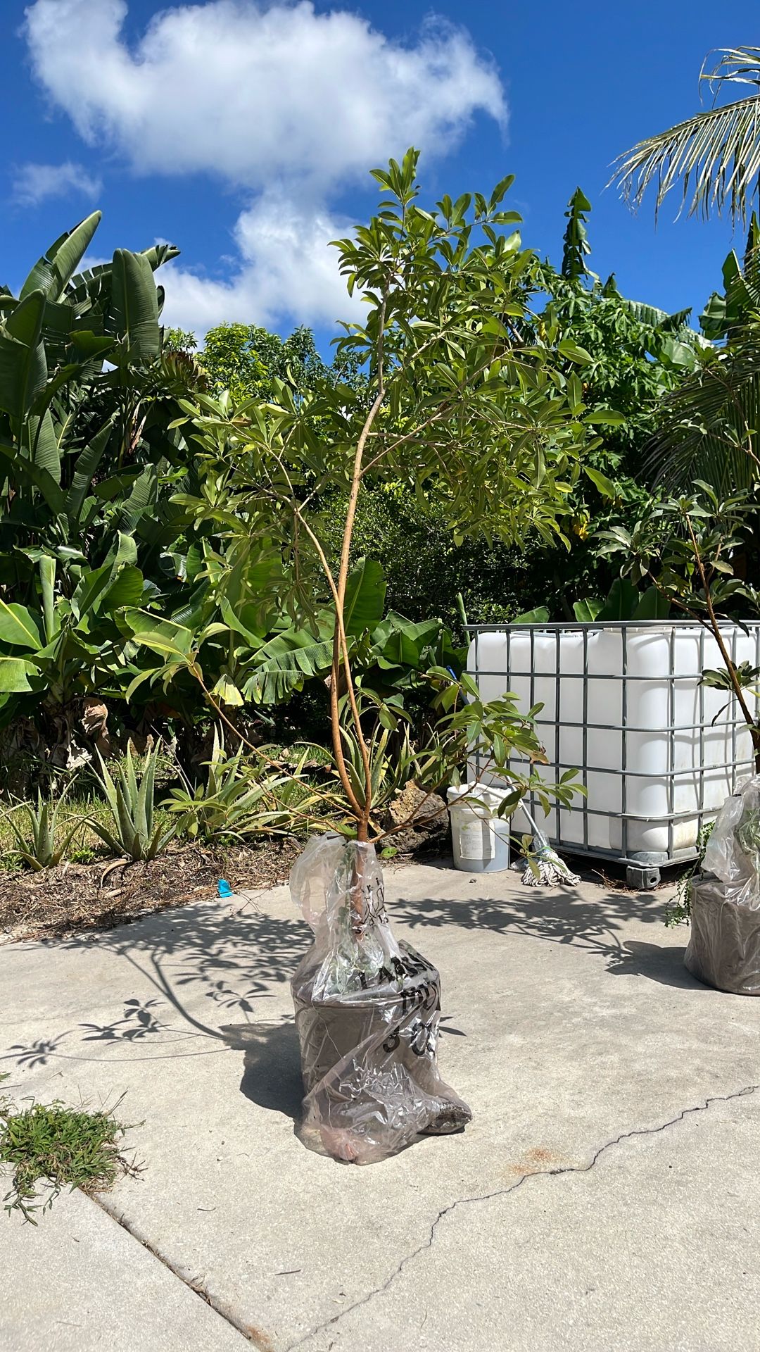 Sapodilla