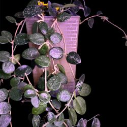 Hoya Mathilde Splash Blooming Size