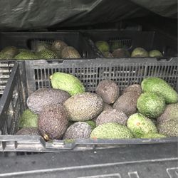 Avocados (California Handpicked)