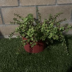 Plantas De Venta