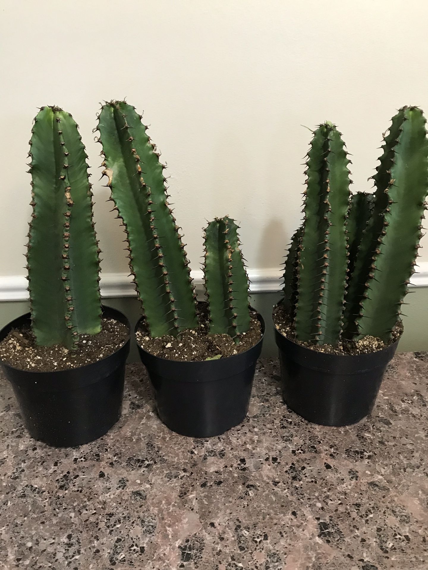 Euphorbia Ingens Candelabra Chocolate Drop Cactus