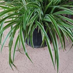 Fresh 3 Gallon Spider Plants- East Orlando.