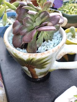 Plantas Naturales En Coloridas Macetas. Natural Plants in Colorful Pots 