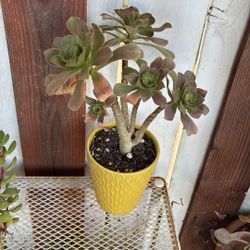 Potted Succulents 
