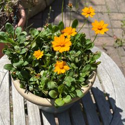 Plant In Ceramic Pot
