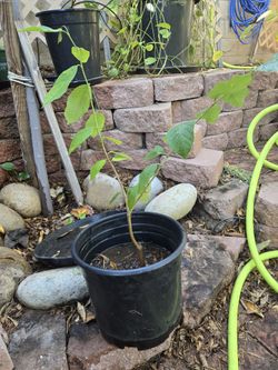 Cheramoya Fruit Tree 2 Ft. Tall
