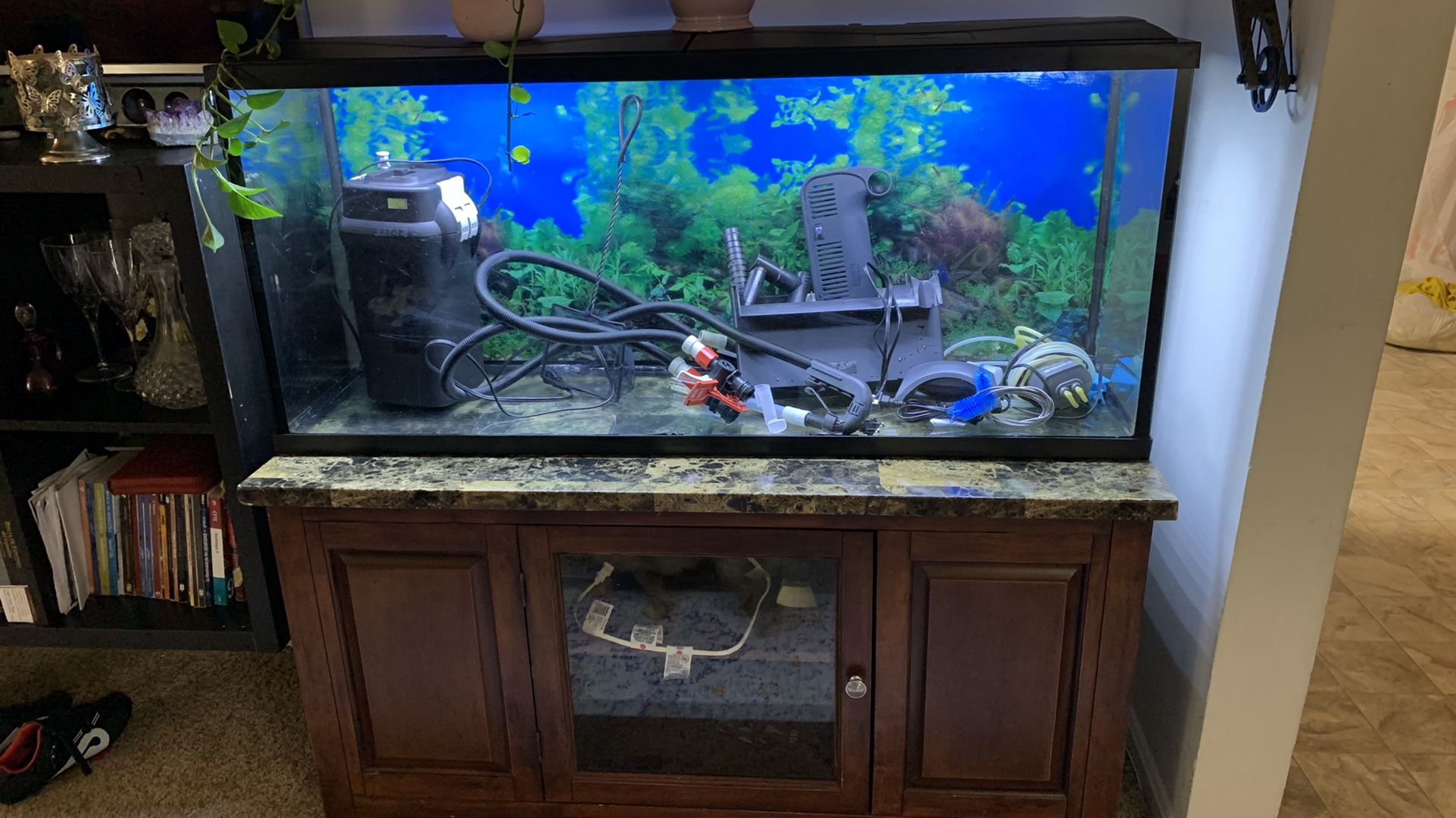 55 gallon fish tank