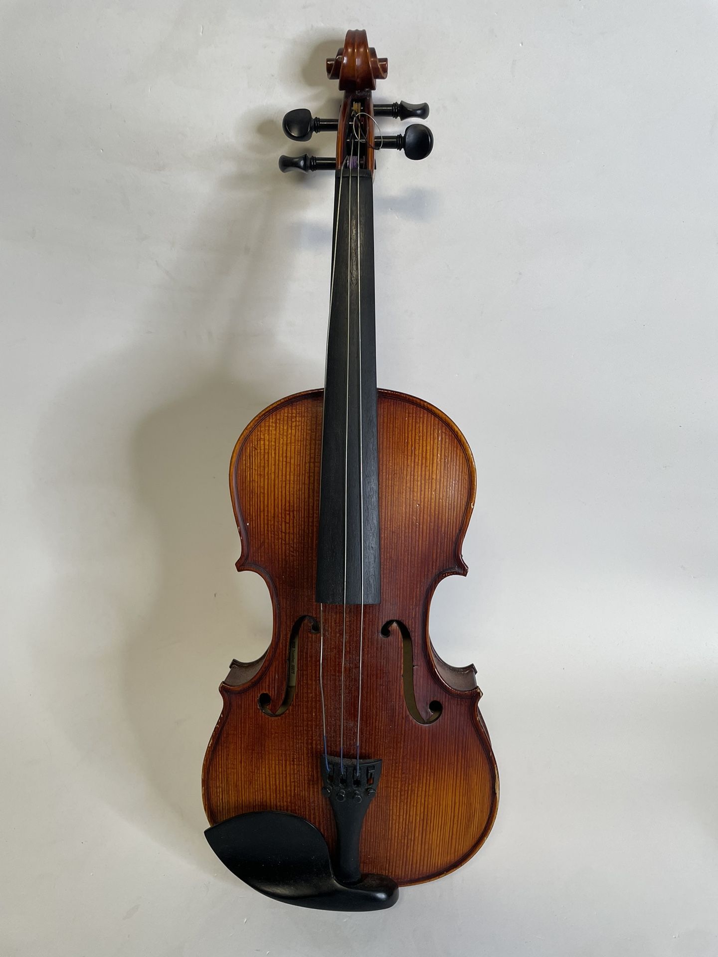 Viola