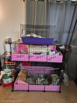 Gently used gunnie pig cages and supplies