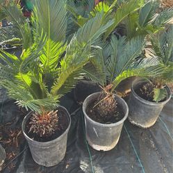 Sago Palm