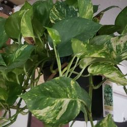 Golden Pothos Dorado Cuttings 