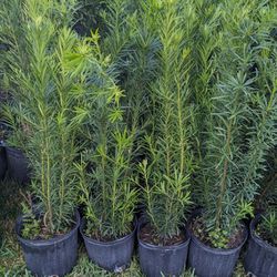 Podocarpus  3 Feet  Tall Instant Privacy Hedge Full Green Fertilize Wide Ready For Planting Same Day Transportation