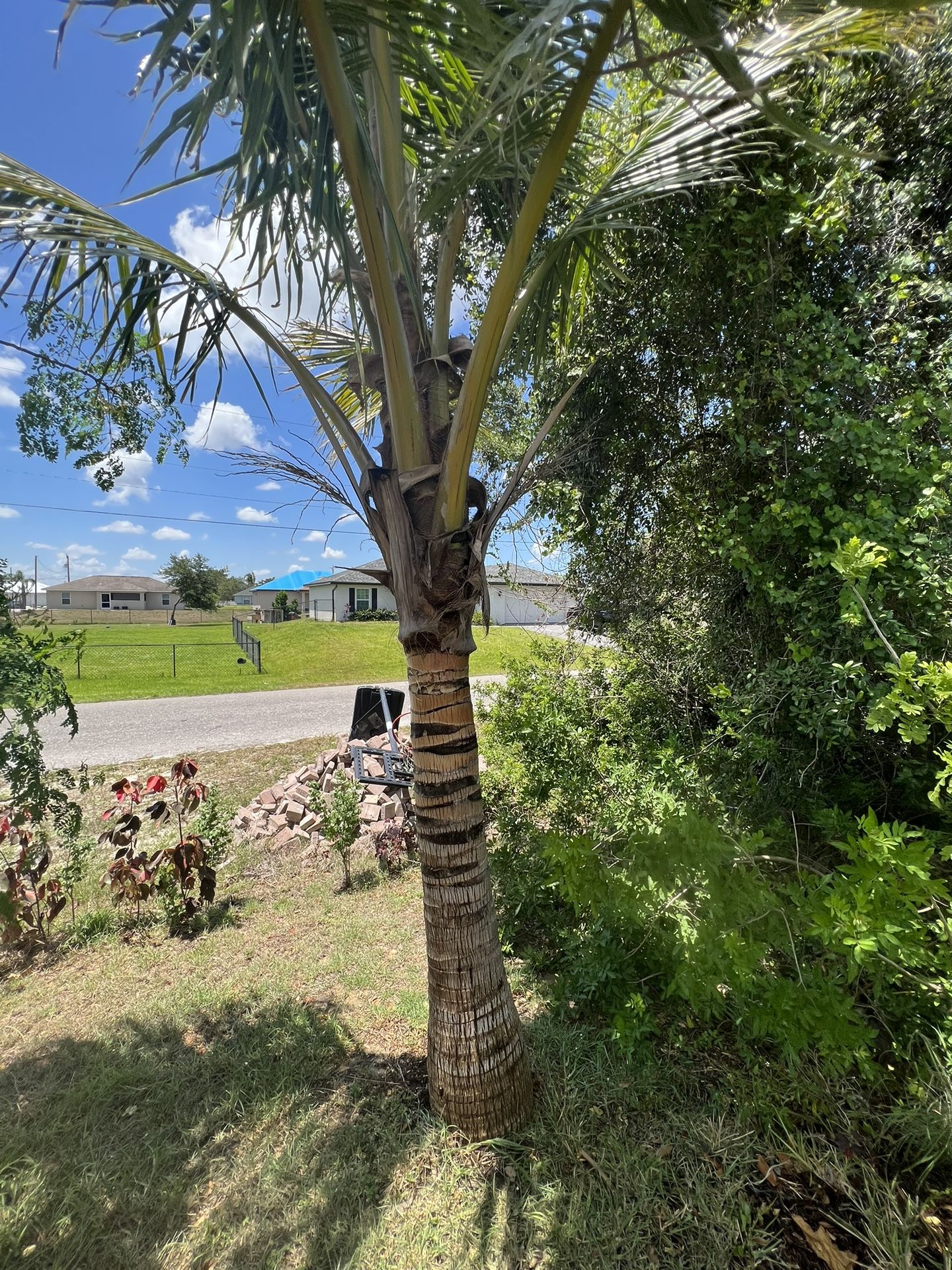 Organic Coconut Tree