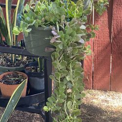 Jade