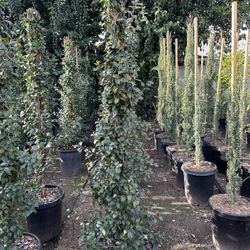 Star Jasmine