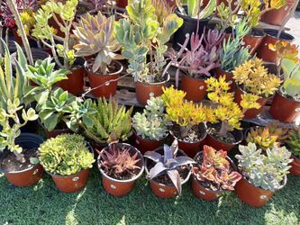 Variety Of Succulents Plants