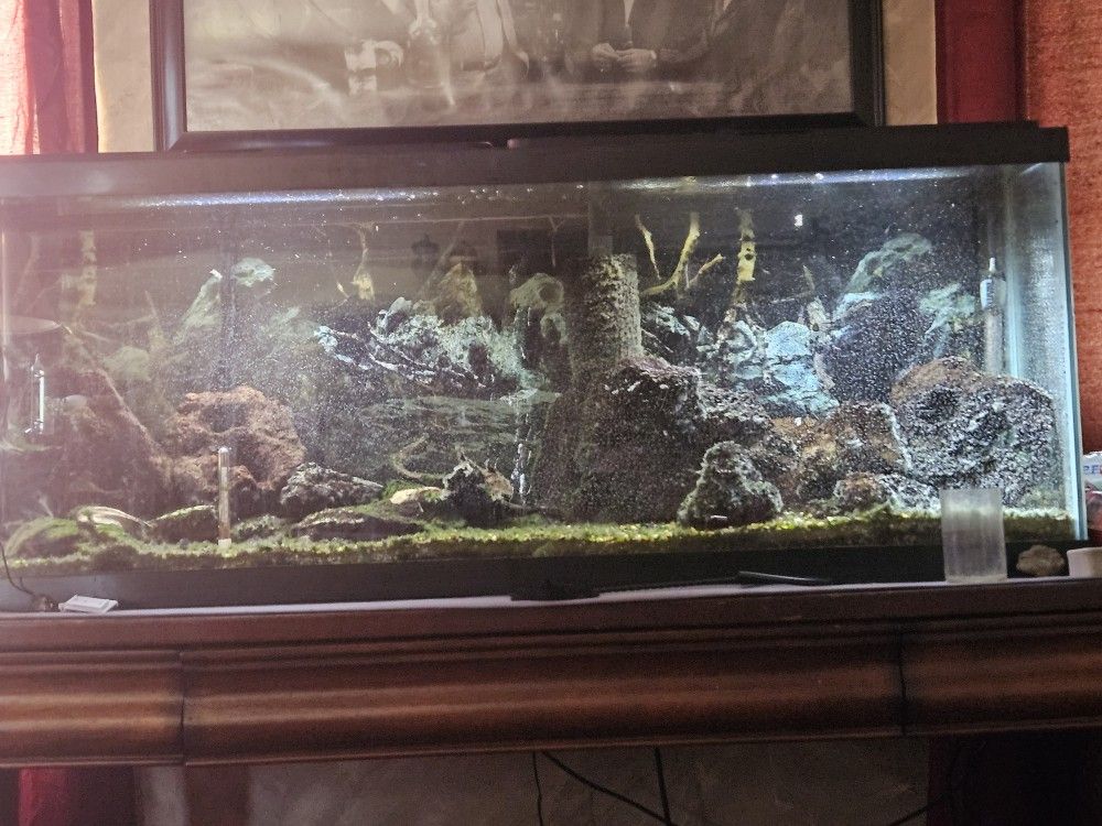 50 Gallon fish Tank