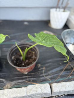 Alocasia