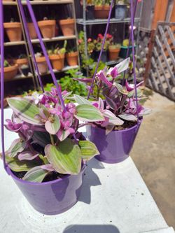 2. Bitty full plants  ,