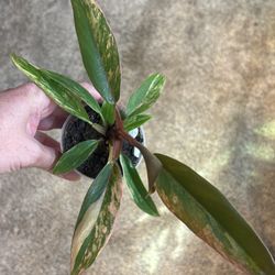 Philodendron Caramel marble