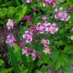 aquilegia flowers  Assorted Color Starers 5 Roots In One Pot