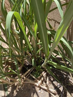 Cane Plant