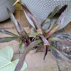 Bromeliad 3-4 Plants